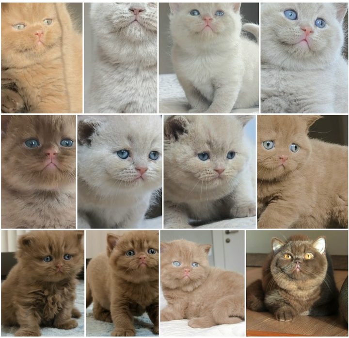 Котята питомника Gentle Garmony