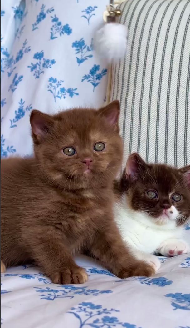 Котята питомника From Prairie